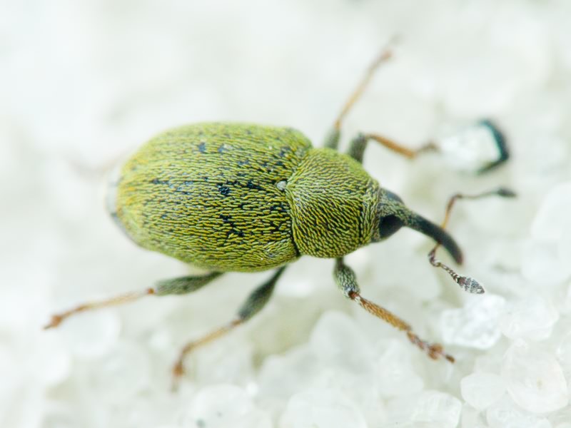 Sibinia tibialis Gyllenhal, 1836